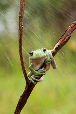 Drxgonfly:  Shower (By Dede Tbs)