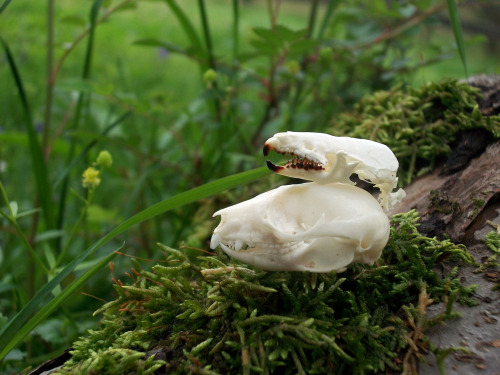 Shrew & Sugar Glider Skulls