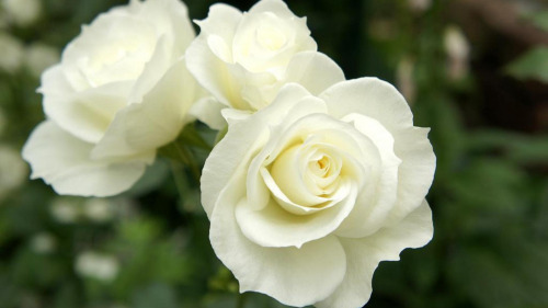 Type Of Flower (HC)