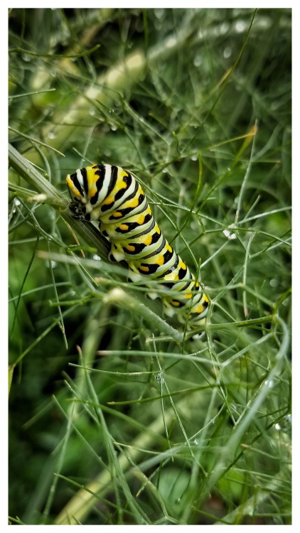 fennel