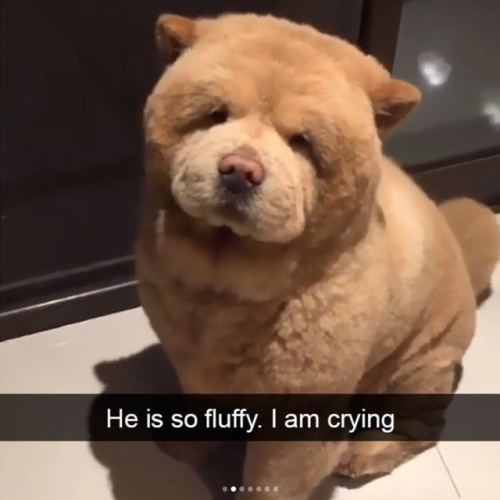babyanimalgifs:  doggo snaps