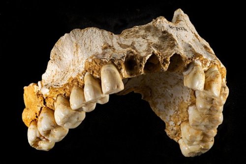 Upper jaw and teeth from a 49,000-year-old Neanderthal found in theCueva del Sidrón (Spain).Hardened