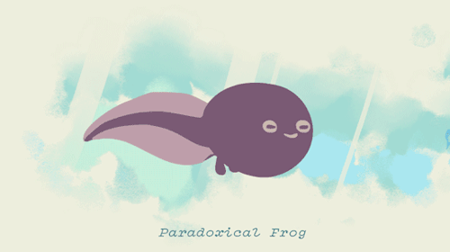 everydaylouie:a most paradoxical frog