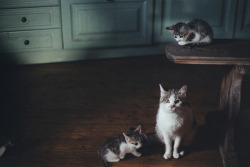 priveting:  untitled by Malbork on Flickr.Please check out my Vintage Cats blog &lt;3