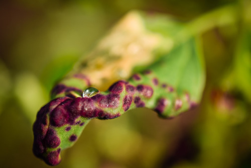 chaotic-sloppy:I… got a macro lens.