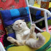 recklesslyinfatuated:awesome-picz:Angry-Looking Cat Supervises Watermelons In Thailand