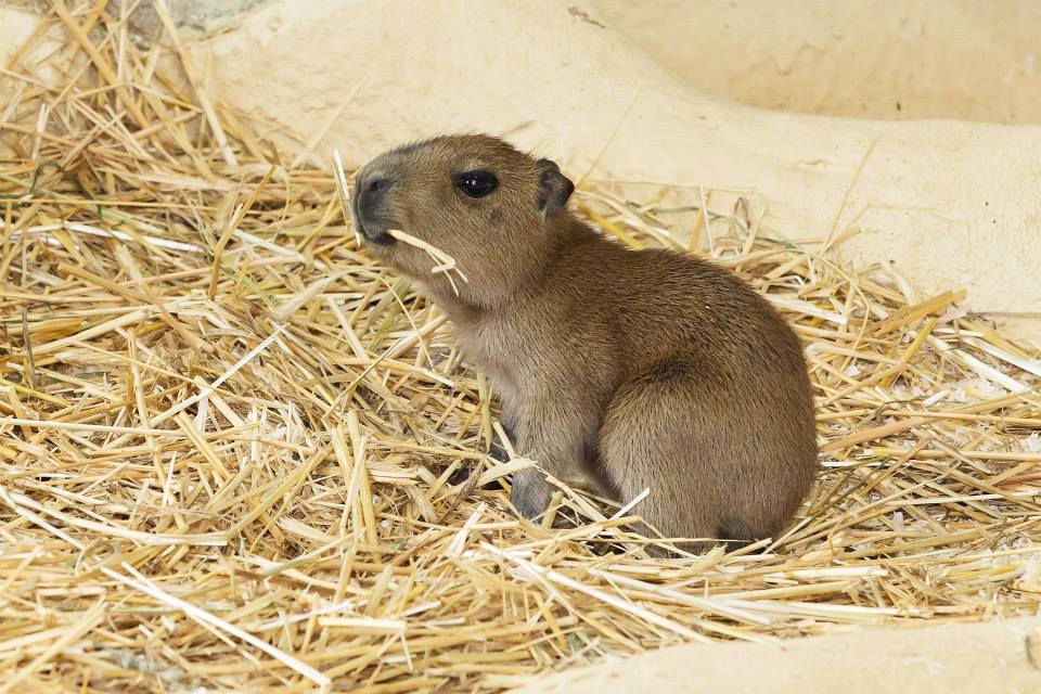 airyairyquitecontrary:  mizufae:  zooborns:  Schönbrunn Zoo Welcomes Capybara Pups