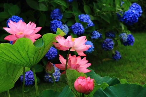 uroko:華やかで幻想的な夏の彩りと紫陽花 (source)