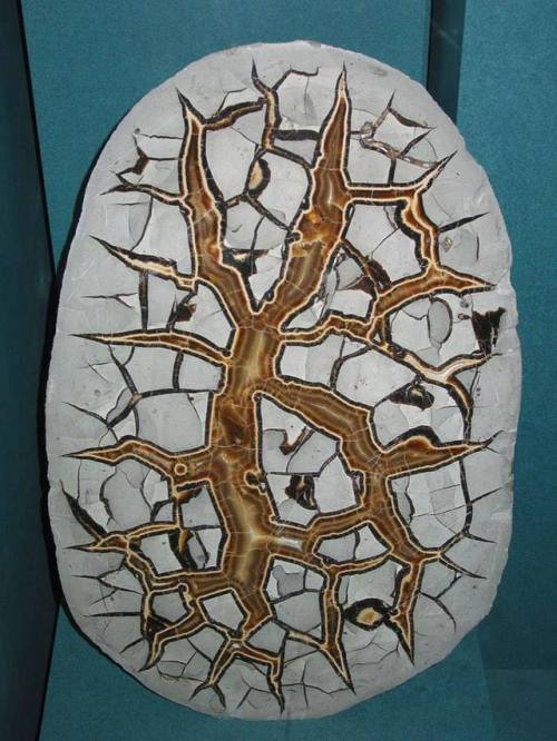 Septarian concretions.These beautiful rocks form during the transformation of sediments into rock, a