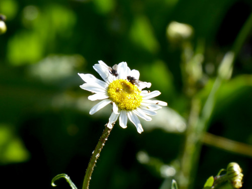 Summer flowers