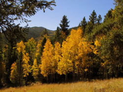 dailyautumn:   	Golden Aspen Trees by Uschi