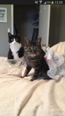 derpycats:  What?!  Oh that’s just a bag we’re playing with….