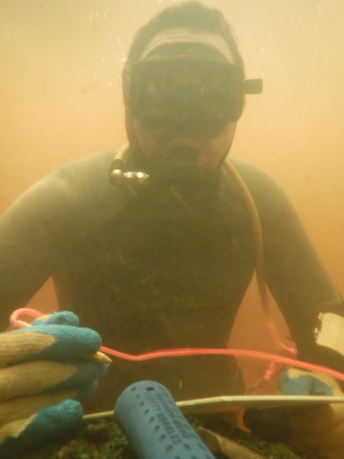 Sampling underwater chert quarries in northwest Florida. A few weeks of working in the Wacissa, Auci