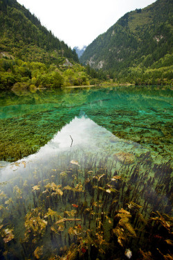 tulipnight:  TIBET JIUZHAIGOU VALLEY SCENIC