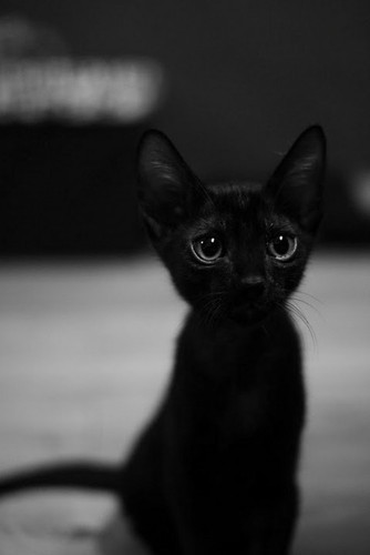 dannielkan:  Cats…everybody love cats! 