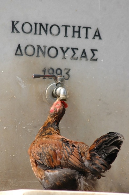 Help a chicken out! Donousa island, Greece.