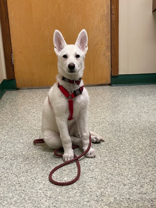 Sweet little Astrid had her first visit to the vet today, she was scared but the