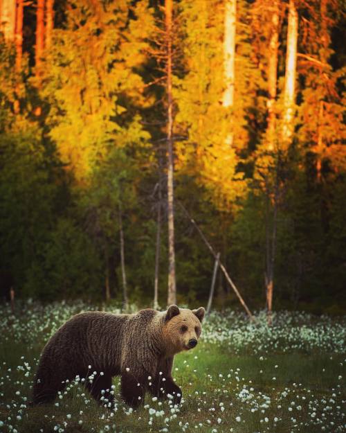 loveforallbears:How beautiful are these photos by Stian Norum Herlofsen Photography!