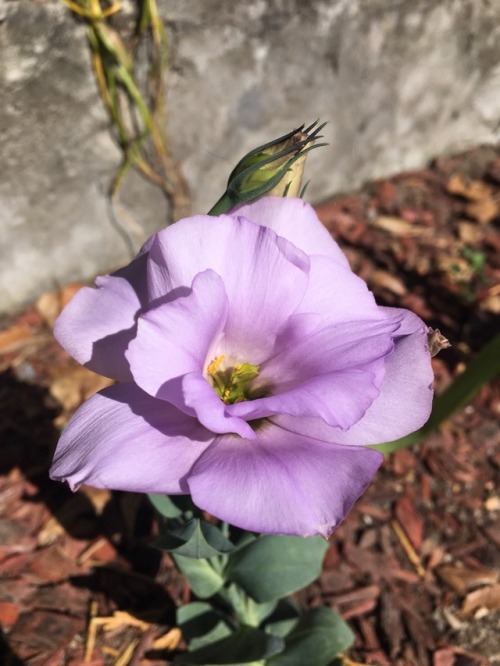 This week in the garden: lisianthus, roses, and a kitty drinking from the garden hose.