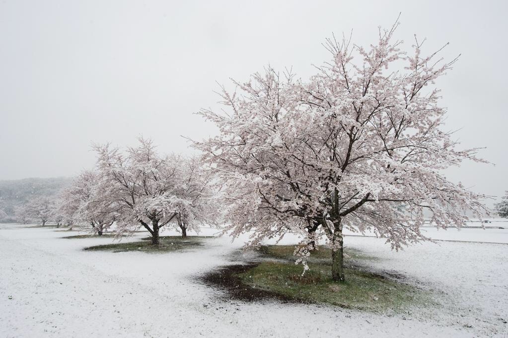 zekkei-beautiful-scenery:  Cherry blossoms and snow falling in #Japan  桜舞い散る雪が降る