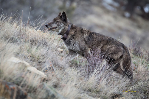 lonestray:  By  Jon Zimmerman PRO