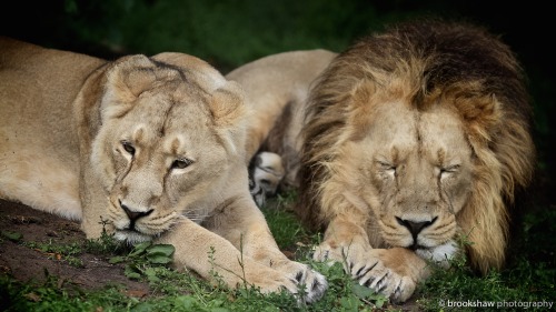 brookshawphotography:“Me and my girl…”A few lovely moments with the Asiatic Lions at Che