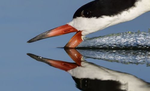 Top Shot: Breaking Glassy Water Top Shot features the photo with the most votes from the previous da