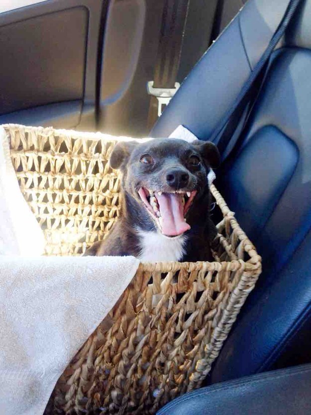 catsbeaversandducks:  &ldquo;Saving one animal’s life won’t make a difference