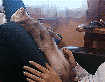 oy-eld-thankee:  gif-guy:  Other Funny Gifs http://gif-guy.tumblr.com/  whatareyoudoingferret