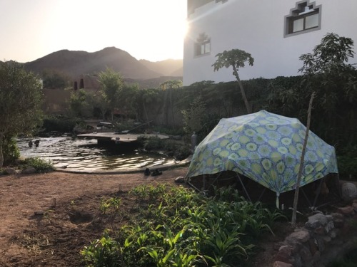 Geodesic domes for chickens