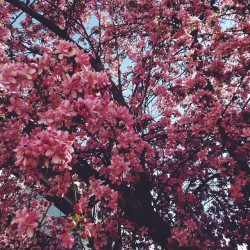 littlefireflyheart:  I love when all the flowering trees are in bloom #VSCOcam