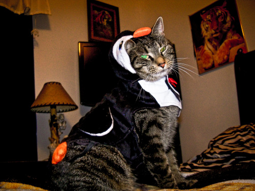 mykeowns:zeldacatonaleash:Happy Halloween from the cutest penguin @mostlycatsmostly