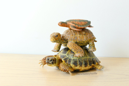 Happy World Turtle Day!    You know what that means:  Time for our annual tortle tower!    This year