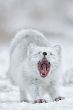 tect0nic:  Arctic fox by Charles Glatzer