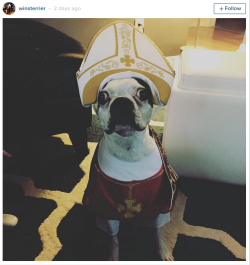 huffingtonpost:  These #PopeDogs Are Sinfully