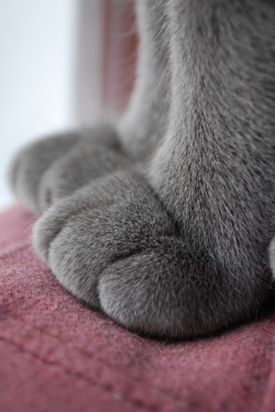 r2–d2:  Cat Paws by (TraderZed) 