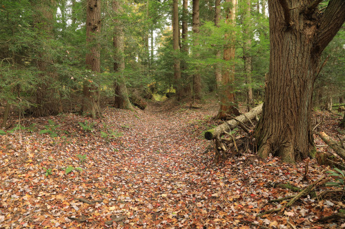 Fall visits the virgin hemlock forest at Cathedral State Park.