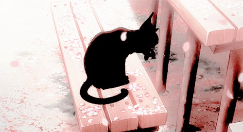 MC Who Is Obsessed With Cats (Short Cannons)