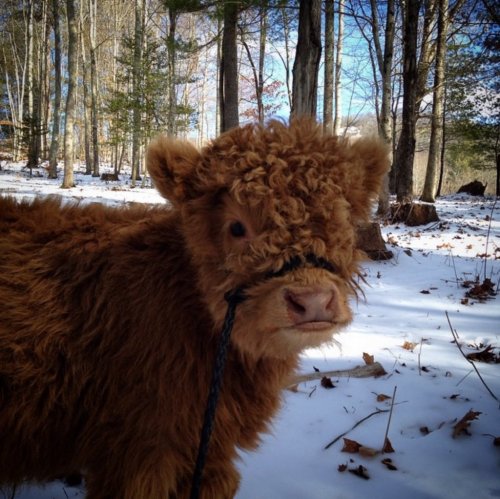 note-a-bear: animalrates: animal rates? WOOLY COO