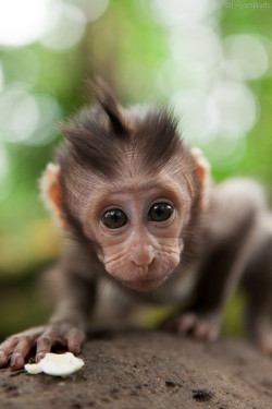 earthandanimals:    Bali Baby   Photo by Ryan Watts     