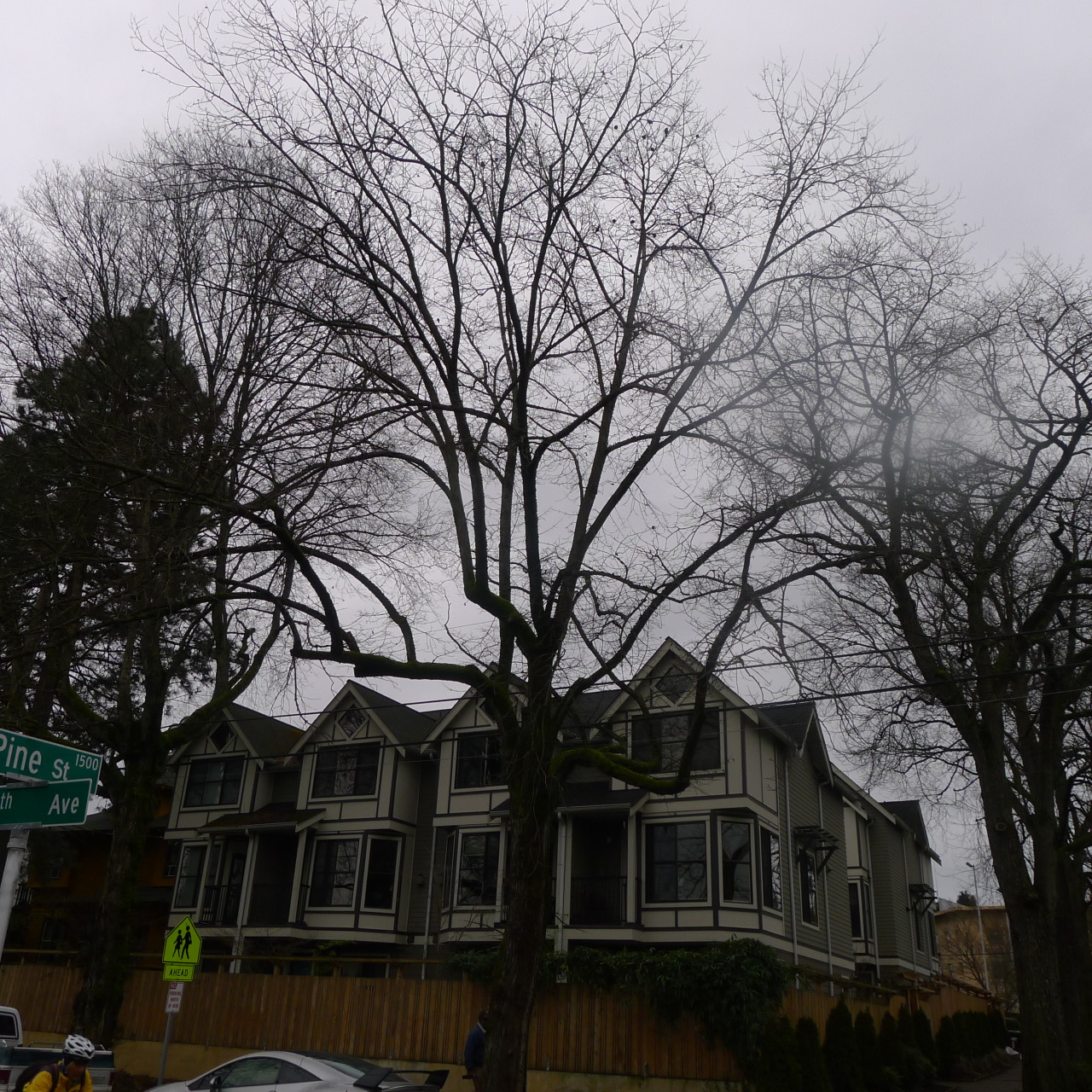 srihanuman:  Three versions of an ash tree, looking west toward afternoon, from early