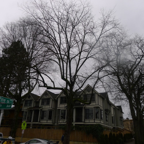 srihanuman:  Three versions of an ash tree, looking west toward afternoon, from early morning.