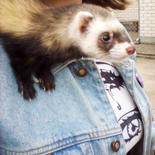 #animal #kawaii #ferret #girl #mylove #jeans #eays #anime #sun #cute #pretty #pet #ilovemypet #sugoi