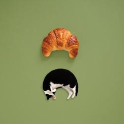 princesscheeto:  Cat by night, #croissant