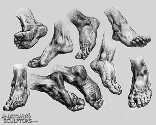 fucktonofanatomyreferences:  fucktonofanatomyreferences:  An orgasmic fuck-ton of human feet references.  Sourced by gatorsaurus and Frenchy-lu: http://characterdesignnotes.blogspot.fr/2010/10/foot-reference.htmlhttp://bambs79.deviantart.com/gallery/http: