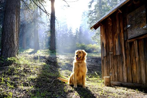 golden-retriever-overload
