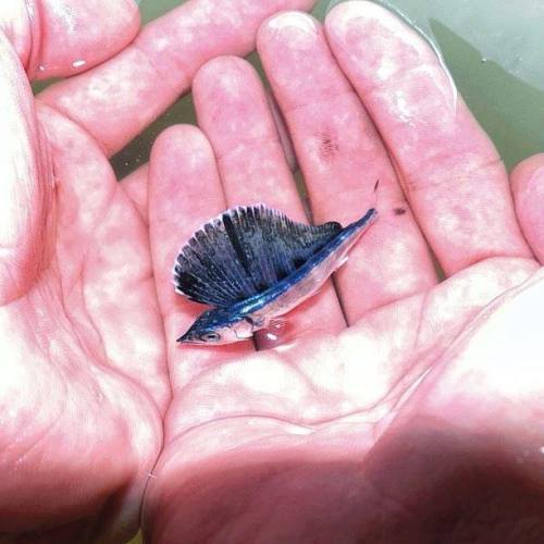 worldofthecutestcuties: Baby Blue Marlin