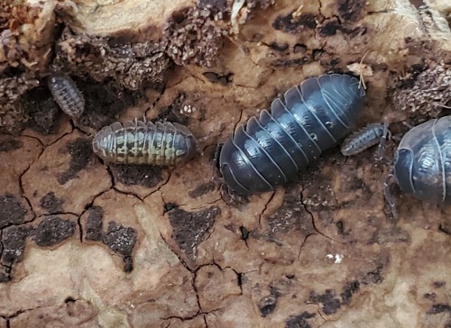 For Anonymous who requested the pics of the isopods :D Here you go! Mr Zoomies is in the third pic, 