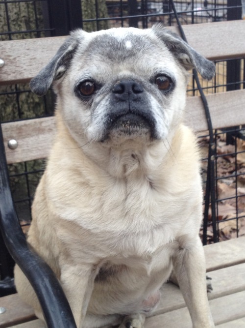 Lady Sidney the Pug at the Washington Square Park Dog Run.