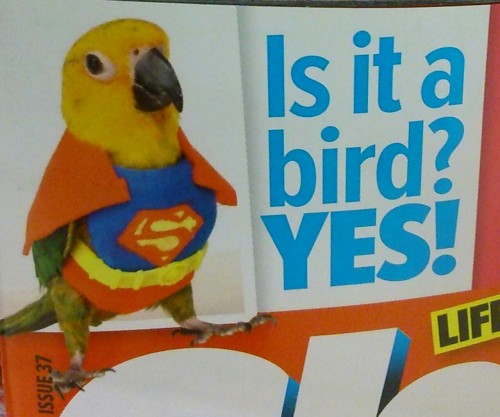 posts-that-only-suck-a-little:superbird!